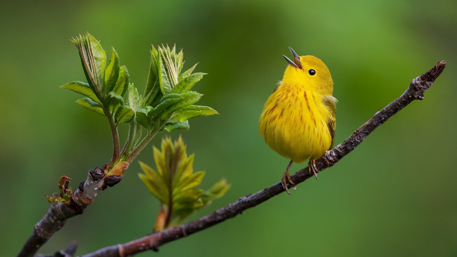 争议吹罚是否成为社交媒体与赛事热度话题中心,吹罚是什么