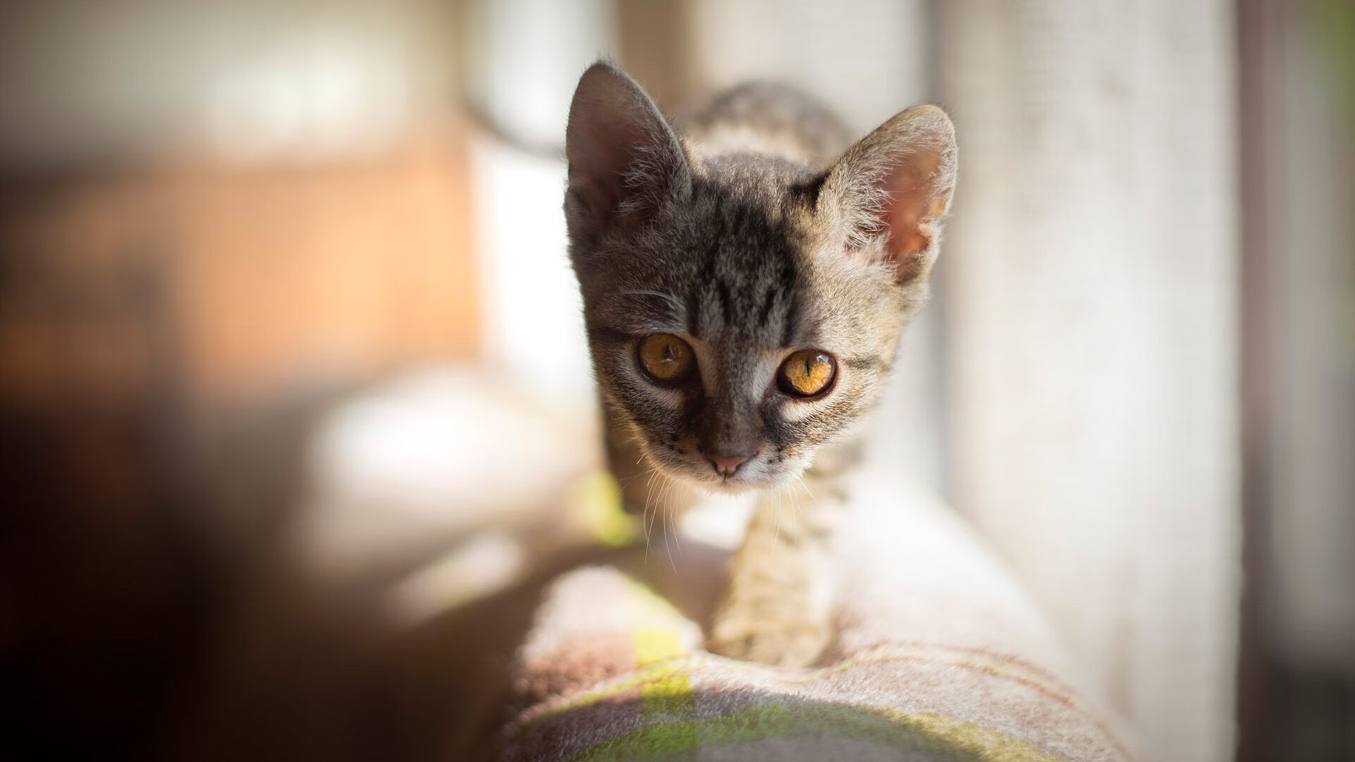 九游登录入口-亚洲杯中国足球战胜 球员技战术水平提高，足球亚洲杯中国队怎么样