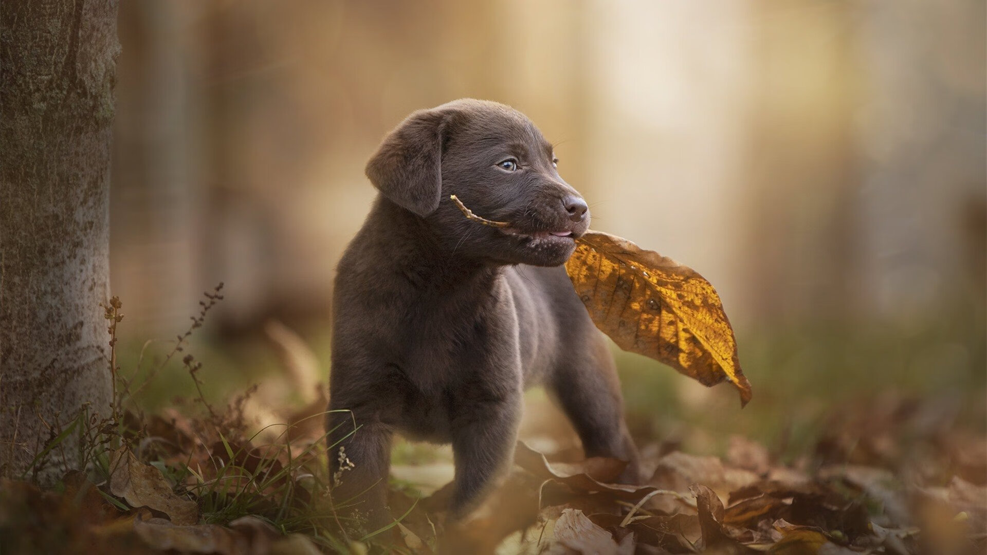 九游用户空间-体育新闻中心联合高校设立体育媒体研究实验室，体育新闻传媒专业大学排名