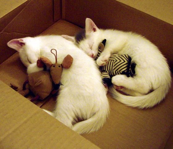 体育新闻中心联合高校设立体育媒体研究实验室,体育新闻传媒专业大学排名