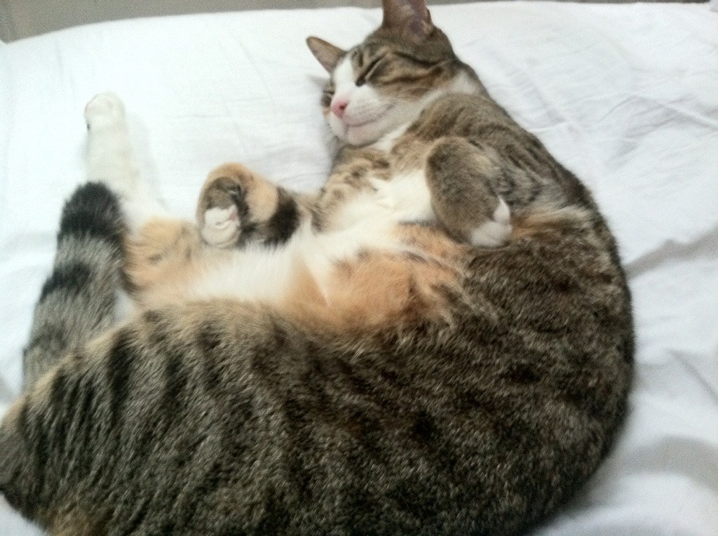 校园足球指导教师专业性参差不齐，校园足球师资力量薄弱