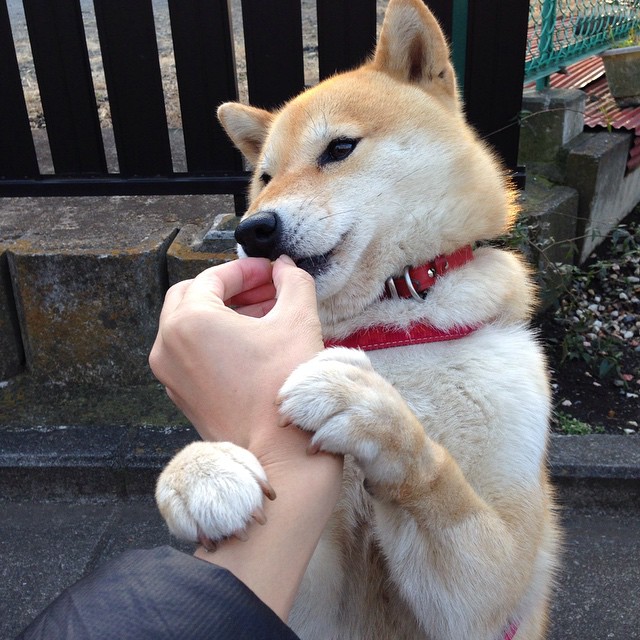 辽宁飞豹重整旗鼓誓夺新赛季冠军,辽宁飞豹cbdl