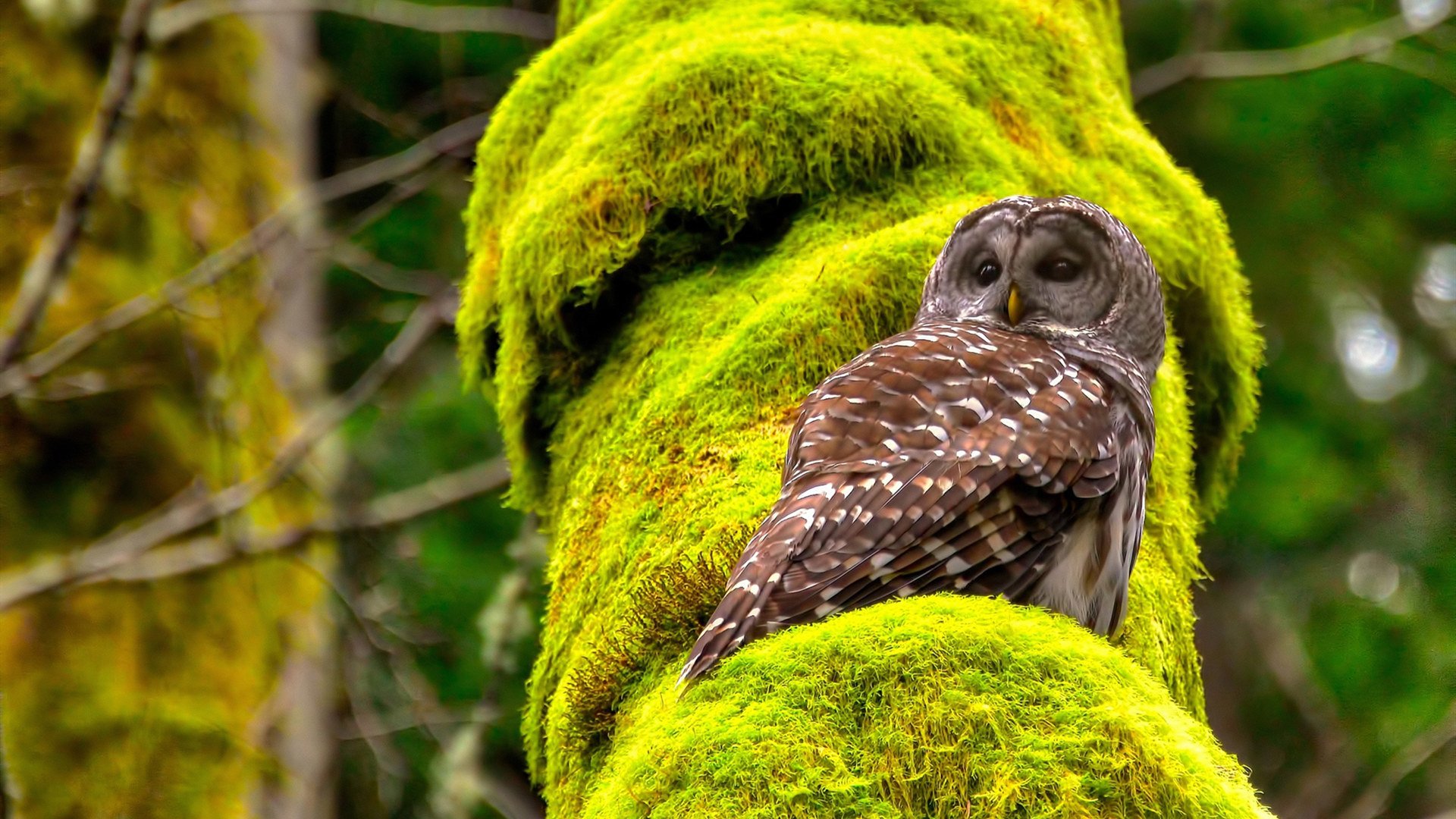 雷恩加强边路防守遏制突破能力,雷恩加尔最新出装