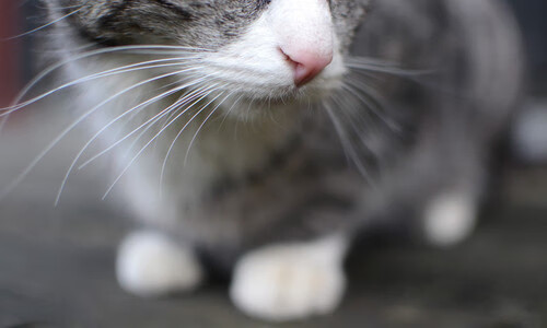 “帕布罗·马特拉的高压防守与领袖能力,为阿根廷美洲狮队打下坚实基础”