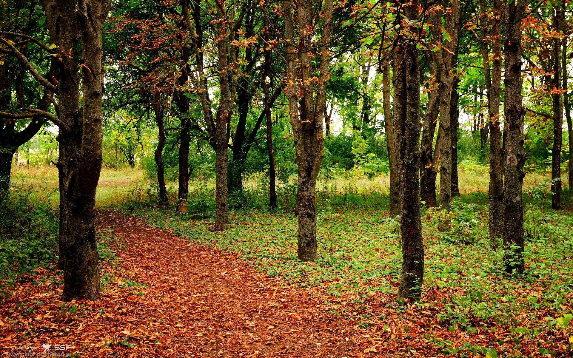 塞内加尔男篮在非洲锦标赛中奋勇争冠,期待突破历史,塞内加尔男篮nba球员