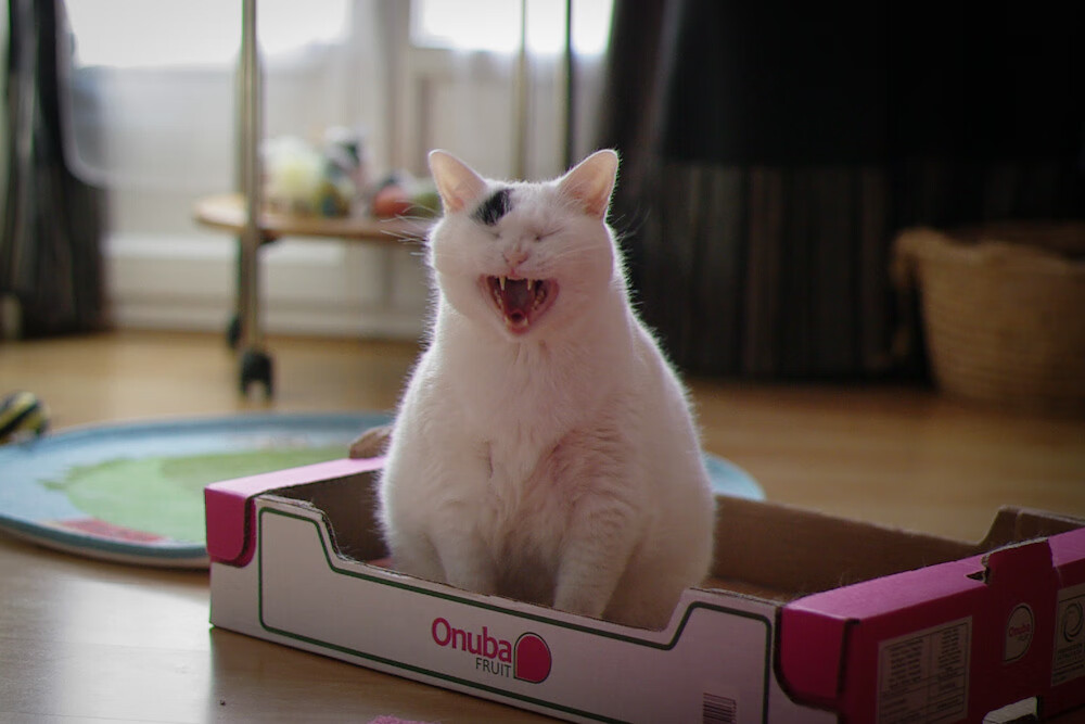 塞维利亚保持一贯强势,继续冲击欧洲赛场