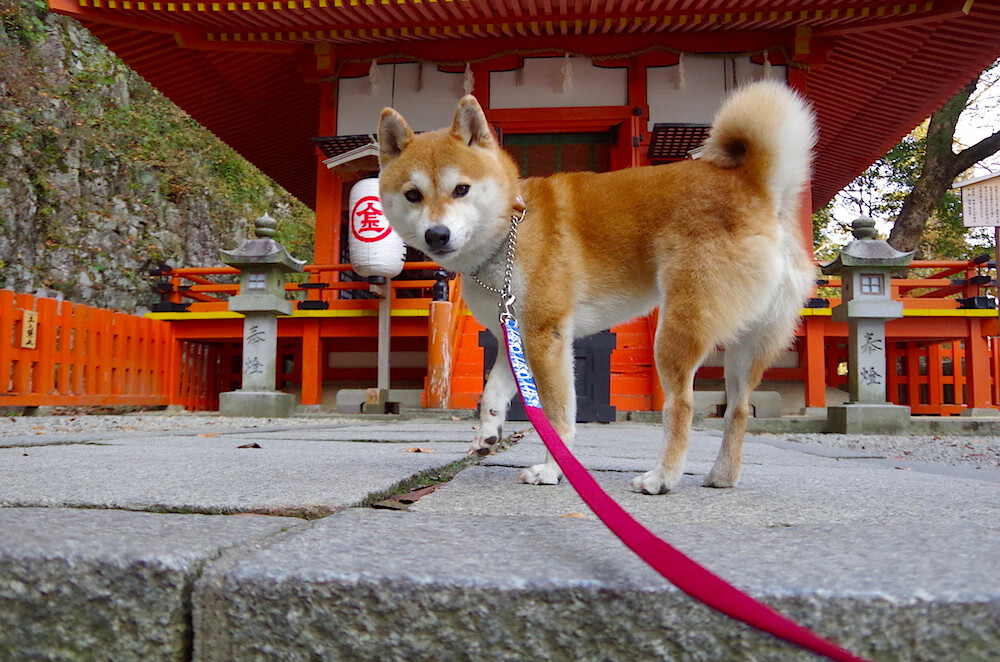 对手分析会议公开，战术比拼前瞻性强，对手分析报告