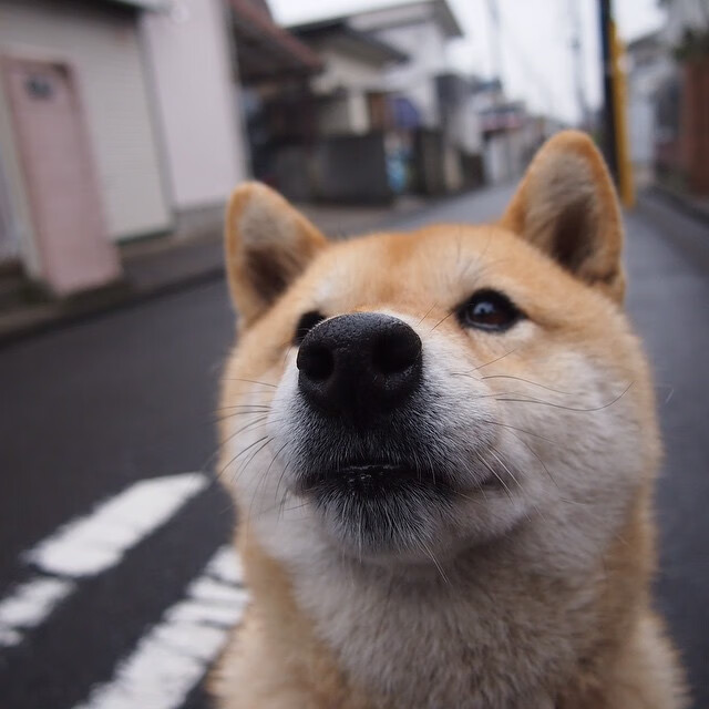 九游娱乐APP-意甲传控之战：精妙配合令人叫绝，意大利传控打法