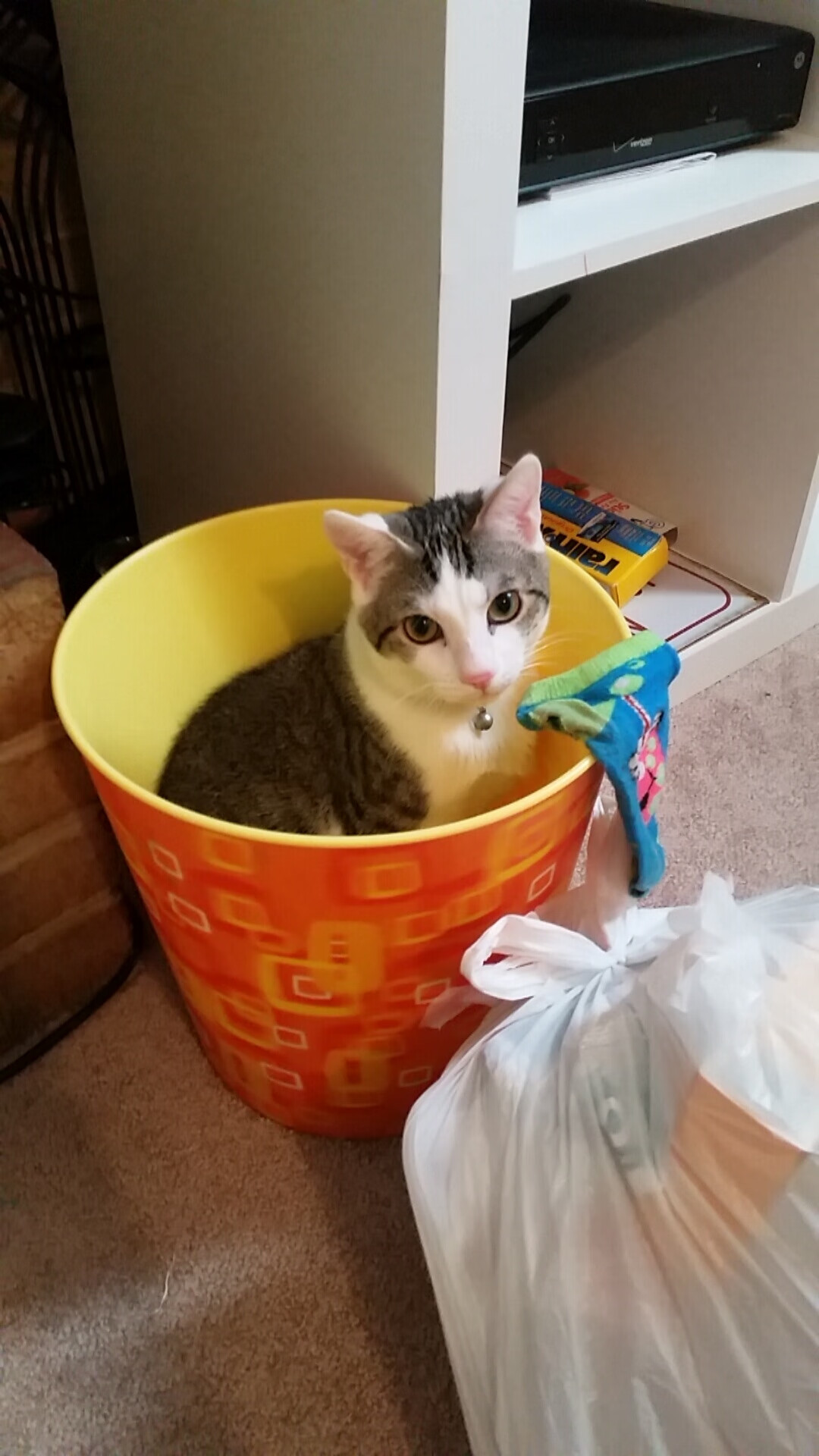 朱婷率队晋级四强女排世界杯,朱婷率队晋级四强女排世界杯是哪一年